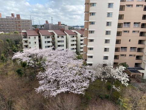 桜1