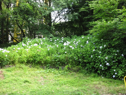 紫陽花－すみれ公園