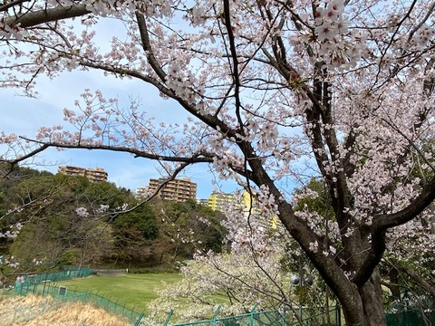 桜4