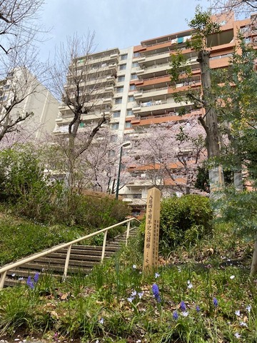 桜3
