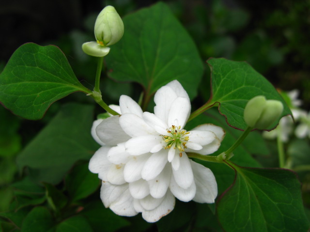 私の大好きな ドクダミ八重花 花の妖精 バレエ衣装チュチュみたい