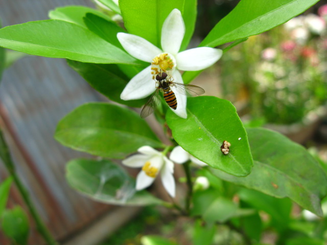 私の大好きな 福来みかんの花 つくば 大天人菊