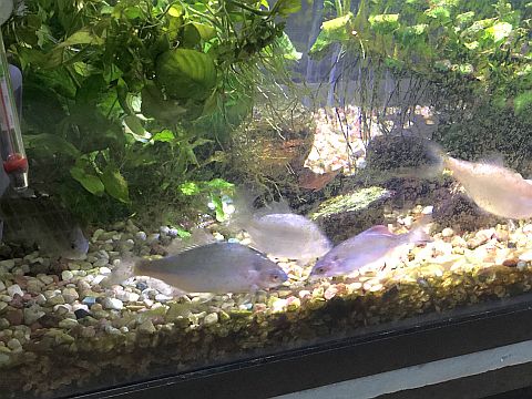 Pratapad House Aquarist