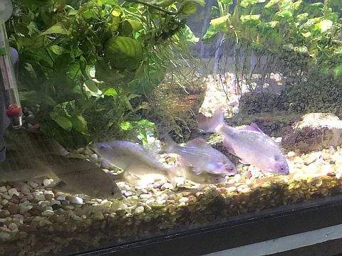 Pratapad House Aquarist Pratapad House Aquarist