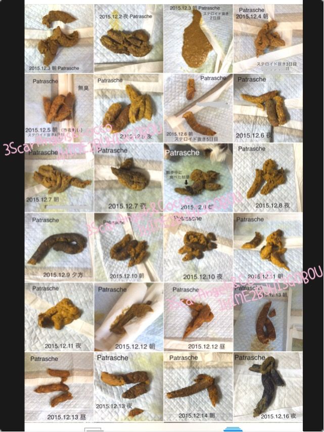 ウ コ記録 蛋白漏出性胃腸症に負けない 続 傷だらけの天使達 1hime2buhi3gobou
