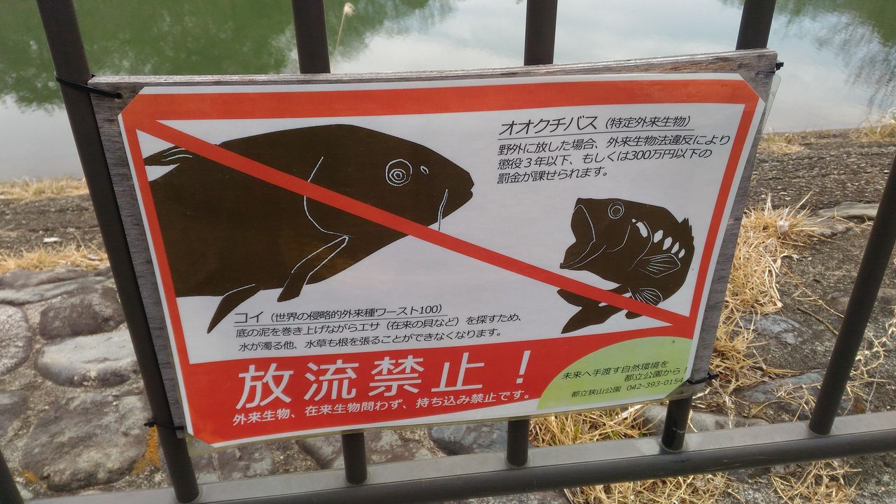 池の水 ぜんぶ抜く たっちゃん池 週末は バス釣りに行こうかそれとも 池の水 ぜんぶ抜く たっちゃん池 週末は バス釣りに行こうかそれとも