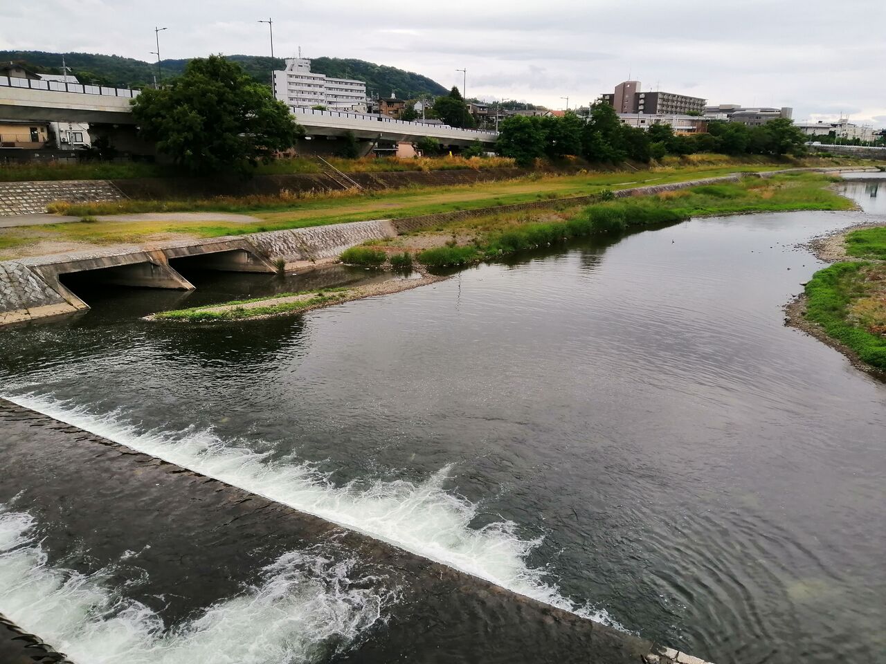 5 31 京都鴨川 調査 週末は バス釣りに行こうかそれとも