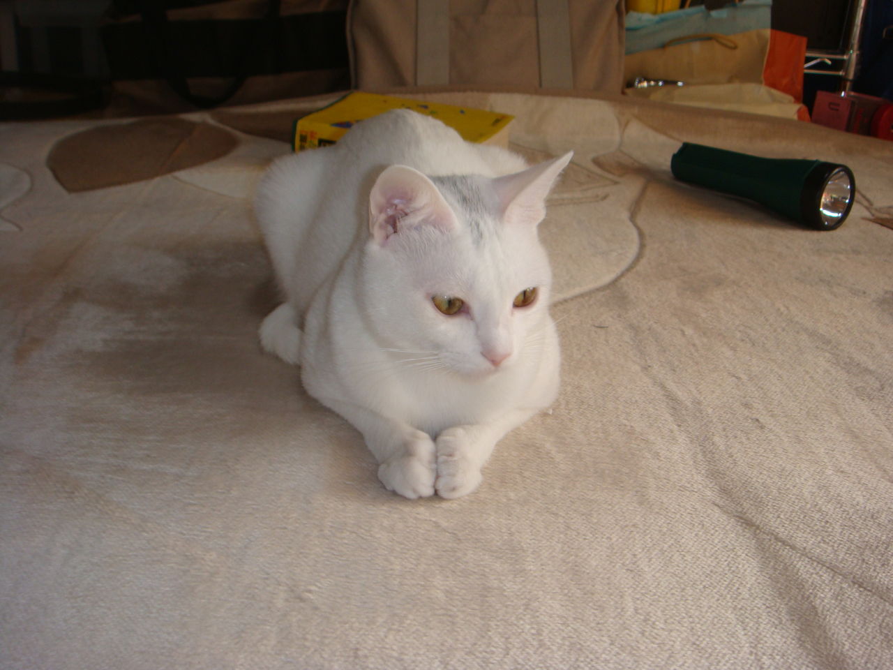 キトゥンキャップ 仔猫の帽子 猫依存症ママの果てしない子育て