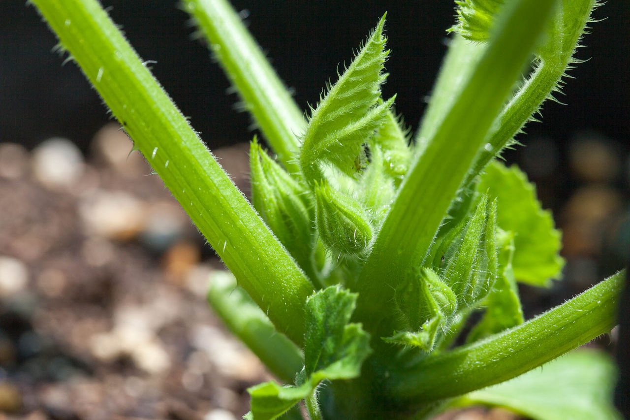 ズッキーニ つぼみ Garden Waaap 素人プランター家庭菜園記 ズッキーニ つぼみ Garden Waaap 素人プランター家庭菜園記