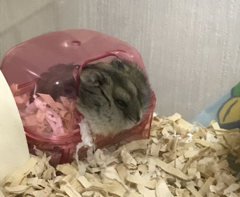 家族が1匹増えましたの巻 ハムスターと暮らせど雨はふる 家族が1匹増えましたの巻 ハムスターと暮らせど雨はふる