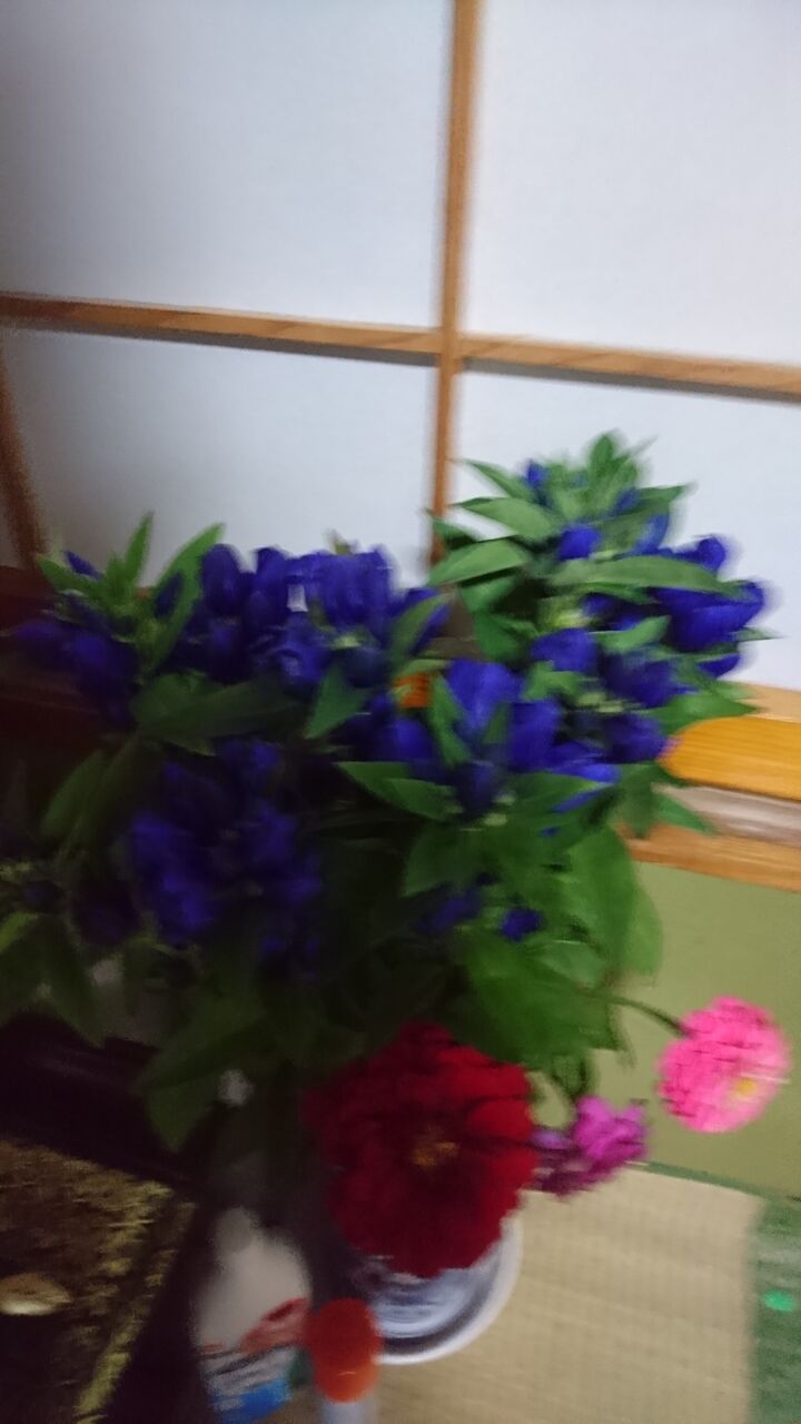 りんどう 花言葉は 正義 そして久々の裏切りの臭い 二人で見上げた三日月と雲 りんどう 花言葉は 正義 そして久々の裏切りの臭い 二人で見上げた三日月と雲