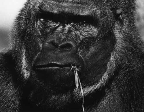 ゴリラの話 けいき君のゴミ箱