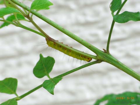 毒を制すぅ V サレドｇ 週末晴耕雨読的ガーデニング