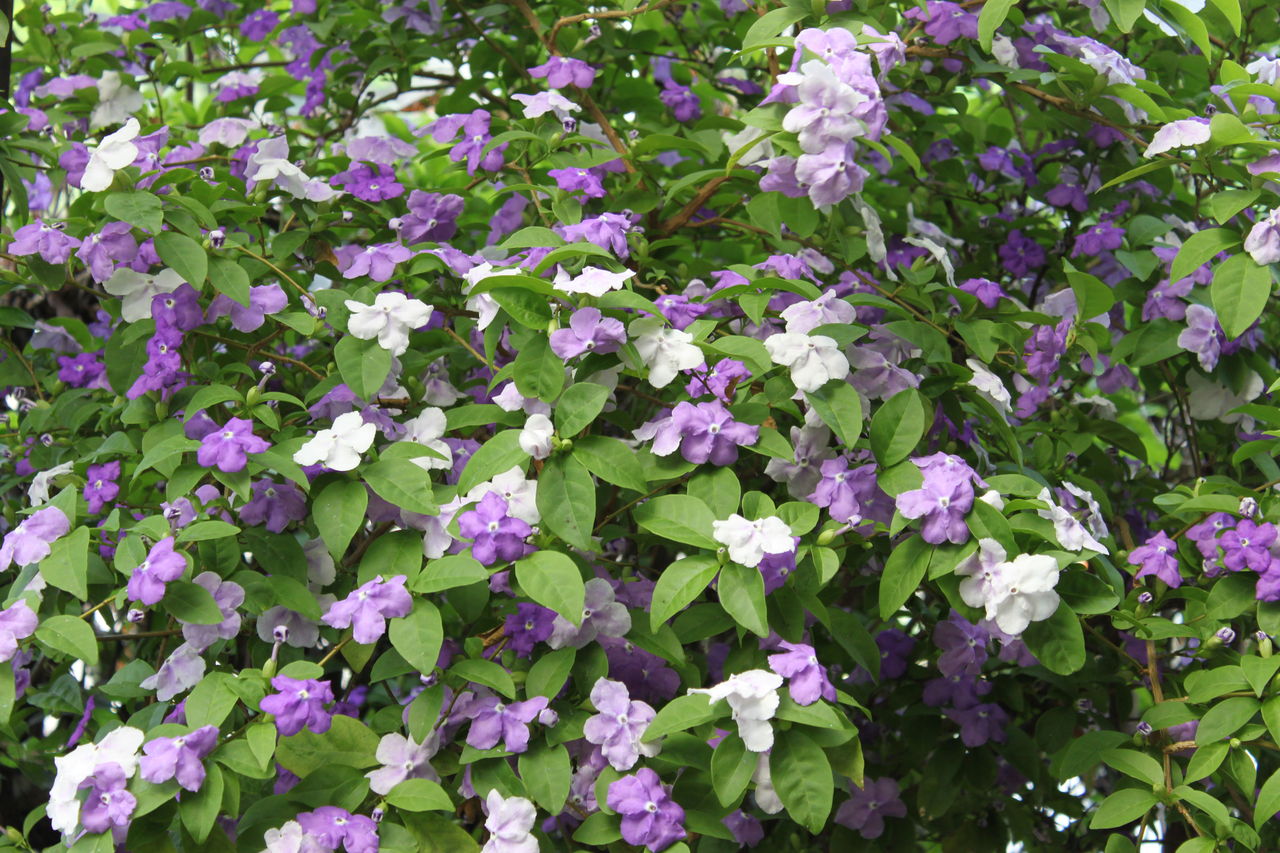 我が家の初夏の風物 ２ 人生の第３ステージをどう生きるか