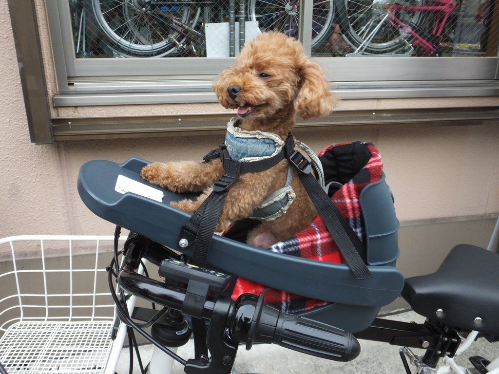 バディーライダー Amazon.co.jp: バディーライダー Buddyrider 自転車用ペット