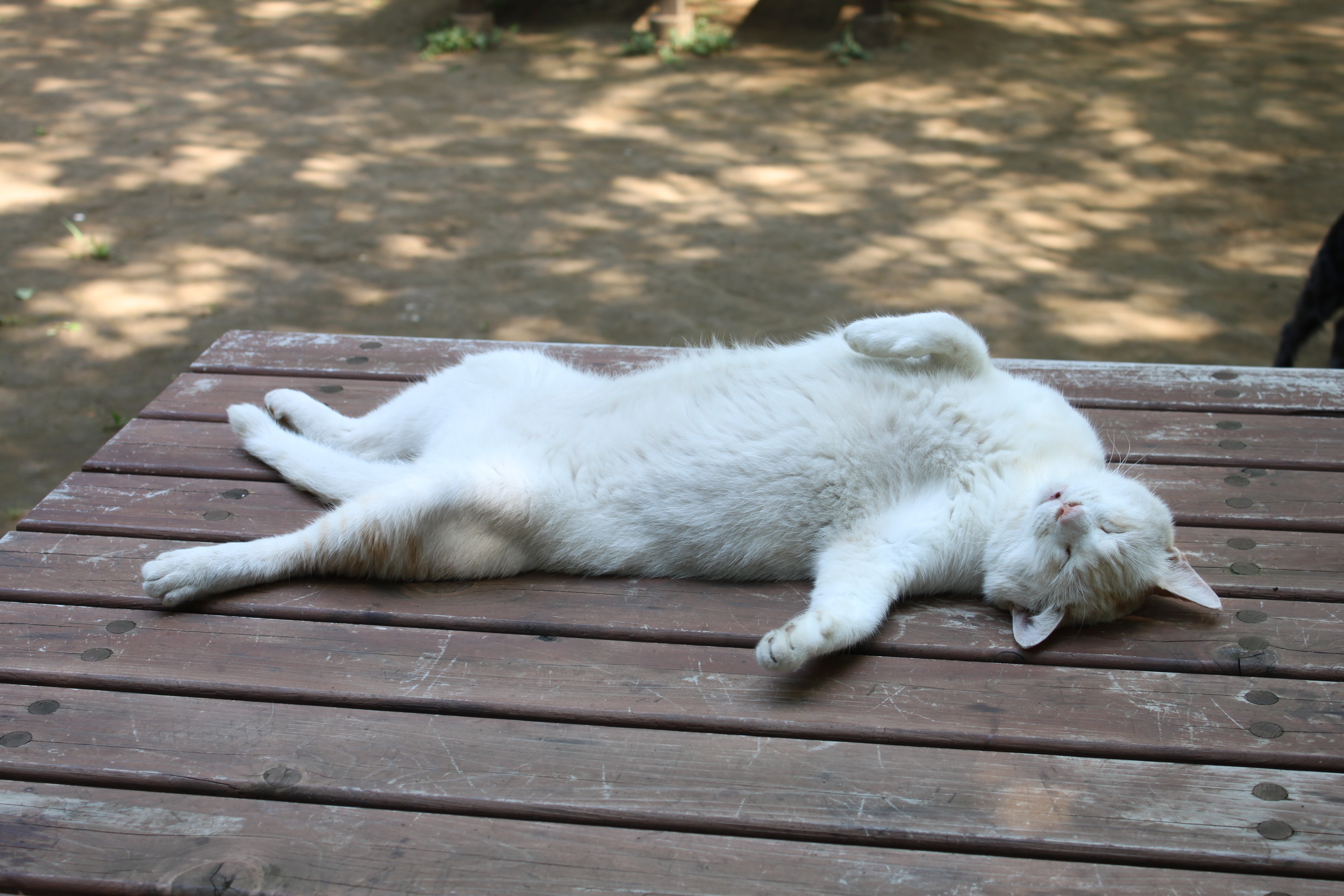 昼寝する猫 Wadacycleのblog