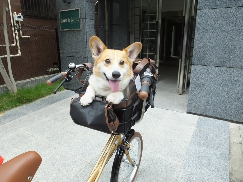 コーギー 自転車
