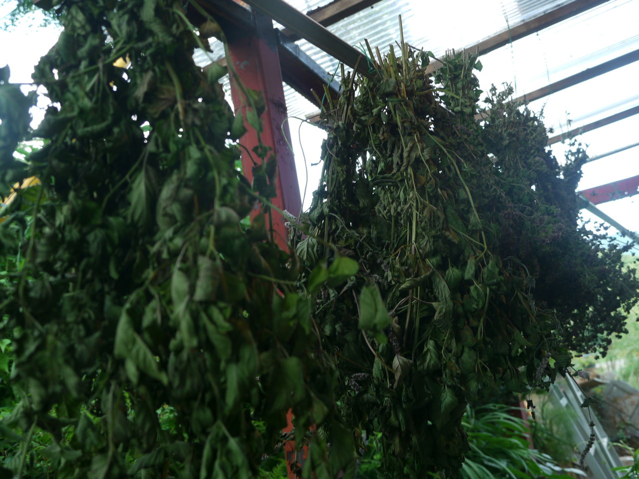 7 29 オレガノの収穫 ハーブガーデン奮闘記