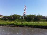 koi3