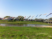 koi2