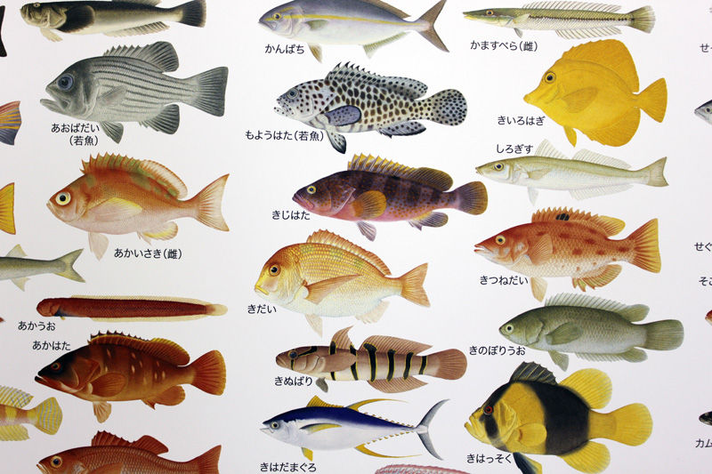 魚のポスター Max Cady S Studio 魚のポスター Max Cady S Studio