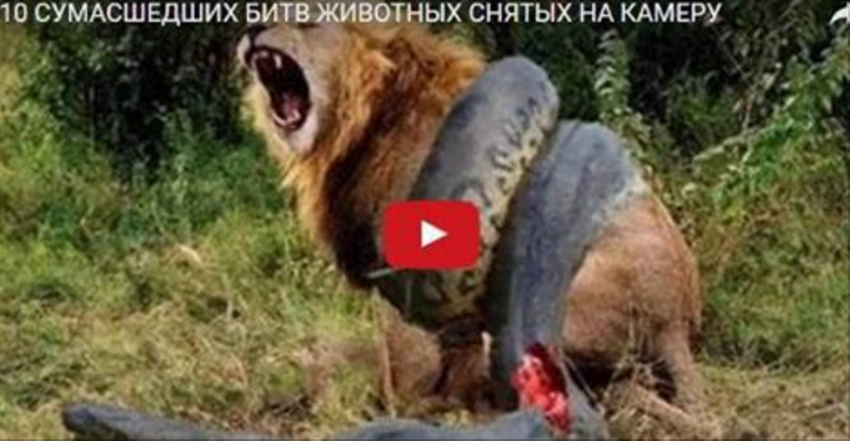 衝撃動画 弱肉強食 動物たちの仁義なき 戦いがガチで壮絶すぎる 話題なニュース 衝撃動画 弱肉強食 動物たちの仁義なき 戦いがガチで壮絶すぎる 話題なニュース