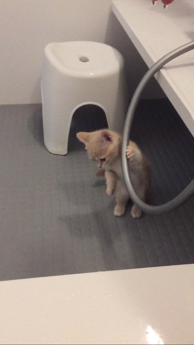 お風呂が大好きな #ネコ シャワーホースを持って立ち上がる : 話題の