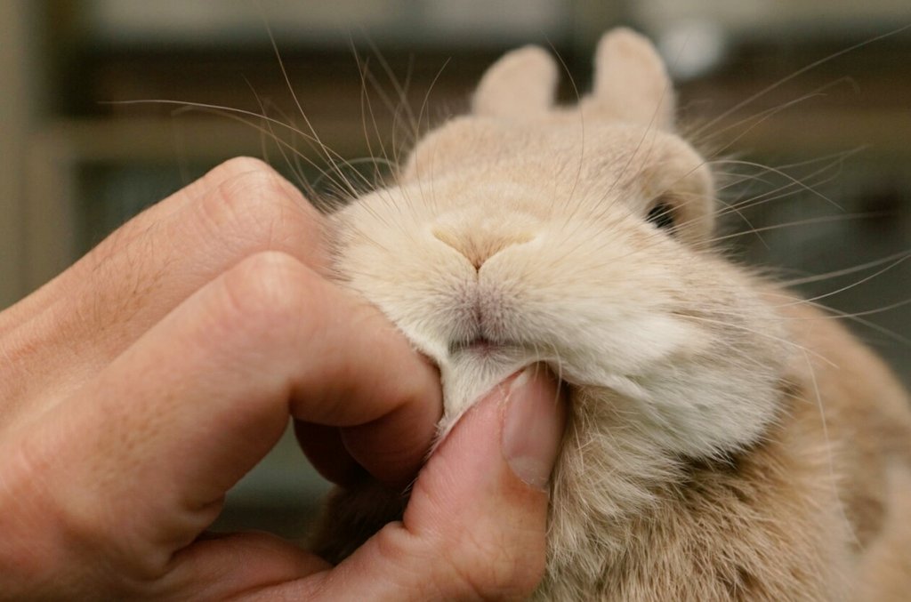 わしゃわしゃされて照れてる感じに見える ウサギ 話題のツイート