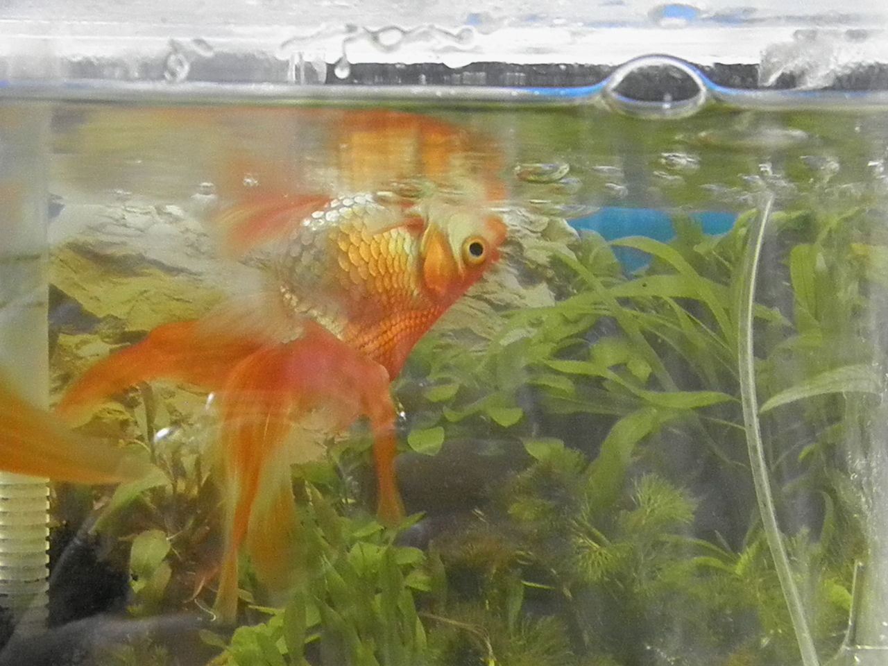 逆さになって休む金魚 和太鼓おやじの日記 逆さになって休む金魚 和太鼓おやじの日記