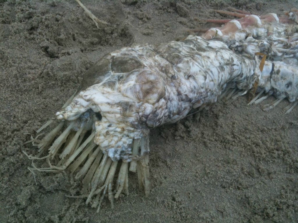 閲覧注意 メキシコのビーチで謎の生物 Uma の死体が発見される 話題の道標 閲覧注意 メキシコのビーチで謎の生物 Uma の死体が発見される 話題の道標