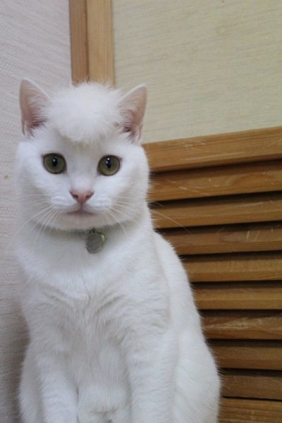 【話題】令和のなめ猫?ネコ界の氣志團?リーゼント姿のニャンコが話題