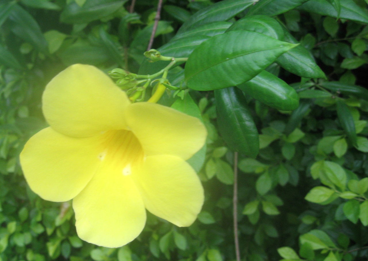 アラマンダの花も綺麗に咲いています 私たちの50年 アラマンダの花も綺麗に咲いています 私たちの50年