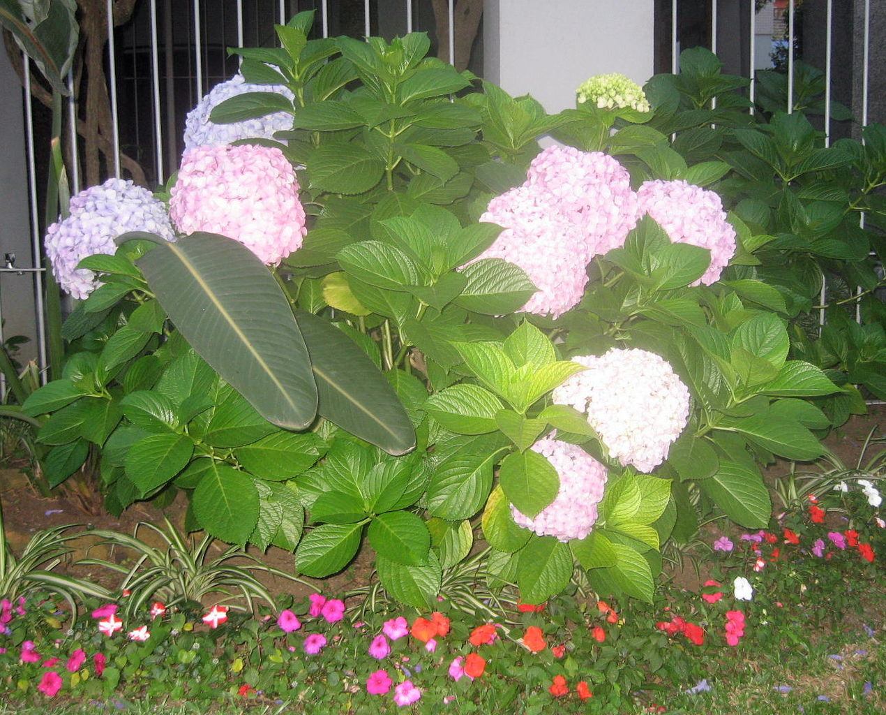 現在のブラジルに咲く花は ジャカランダですが紫陽花も咲き始めています 私たちの50年 現在のブラジルに咲く花は ジャカランダですが紫陽花も咲き始めています 私たちの50年