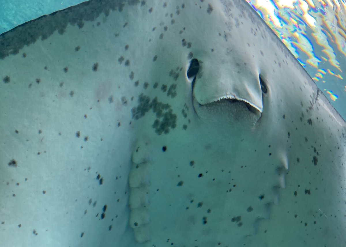 Ske48 池田楓 エイが笑ってて可愛い Ske48箱推し Ske48 池田楓 エイが笑ってて可愛い Ske48箱推し