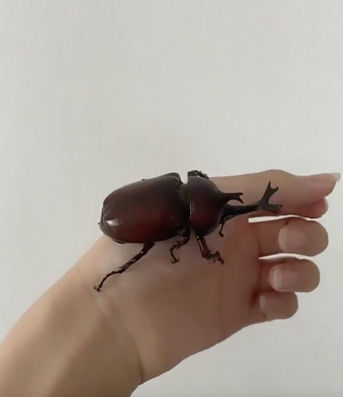 スクリーンショット 2021-06-29 8.18.46