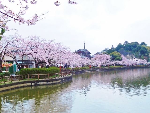 雨の中の桜 八鶴湖 心に寄り添う暮らし ささやかな日々の記録