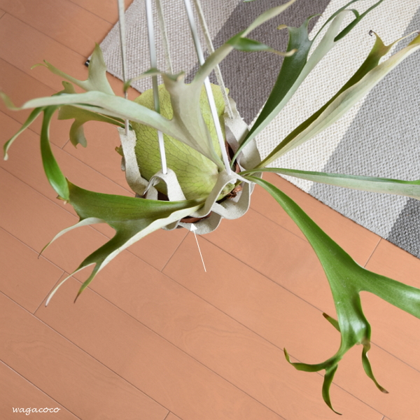 201906_067