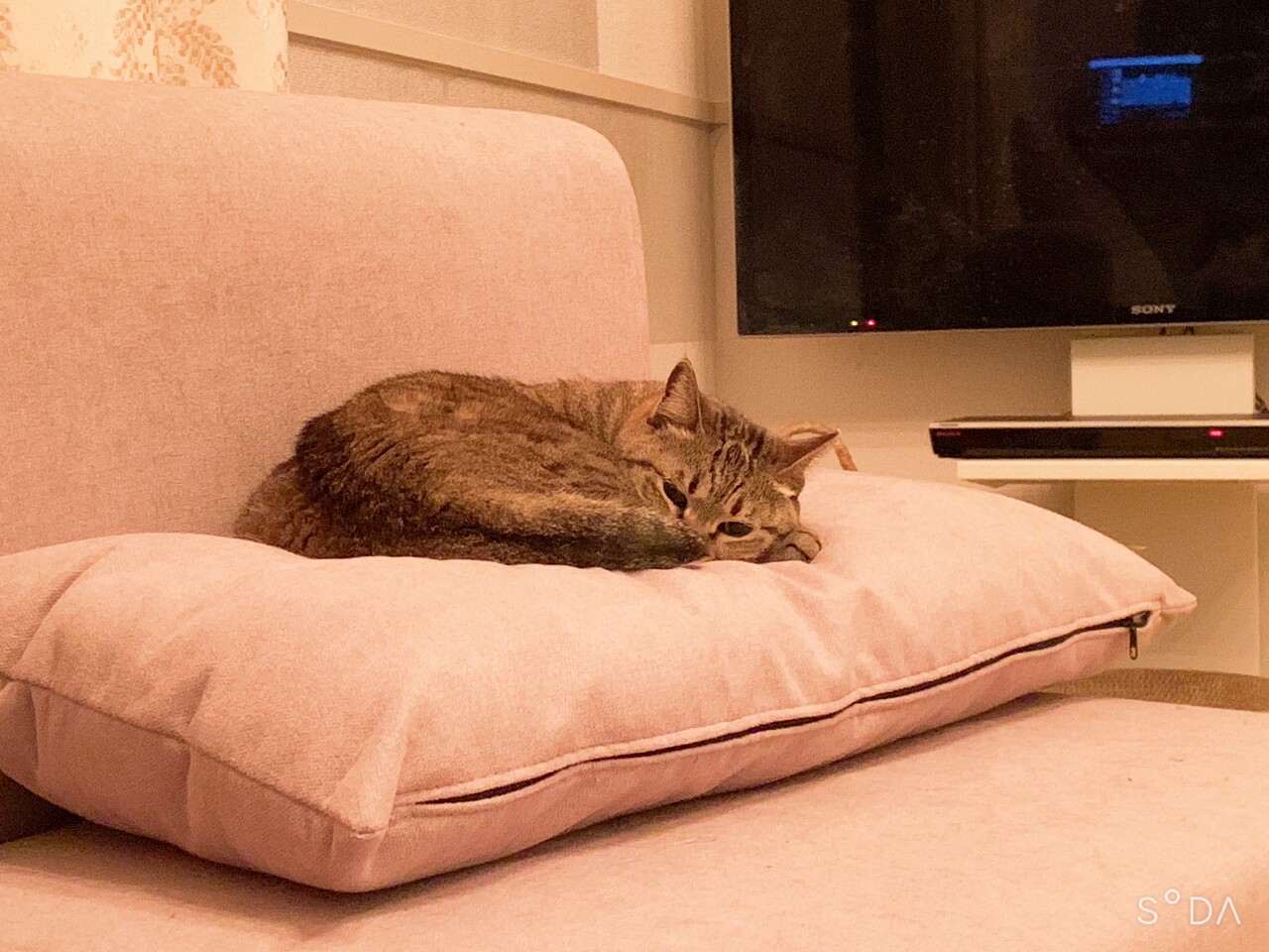 猫の後頭部は幸せのカホリ わがままポッケの毎日