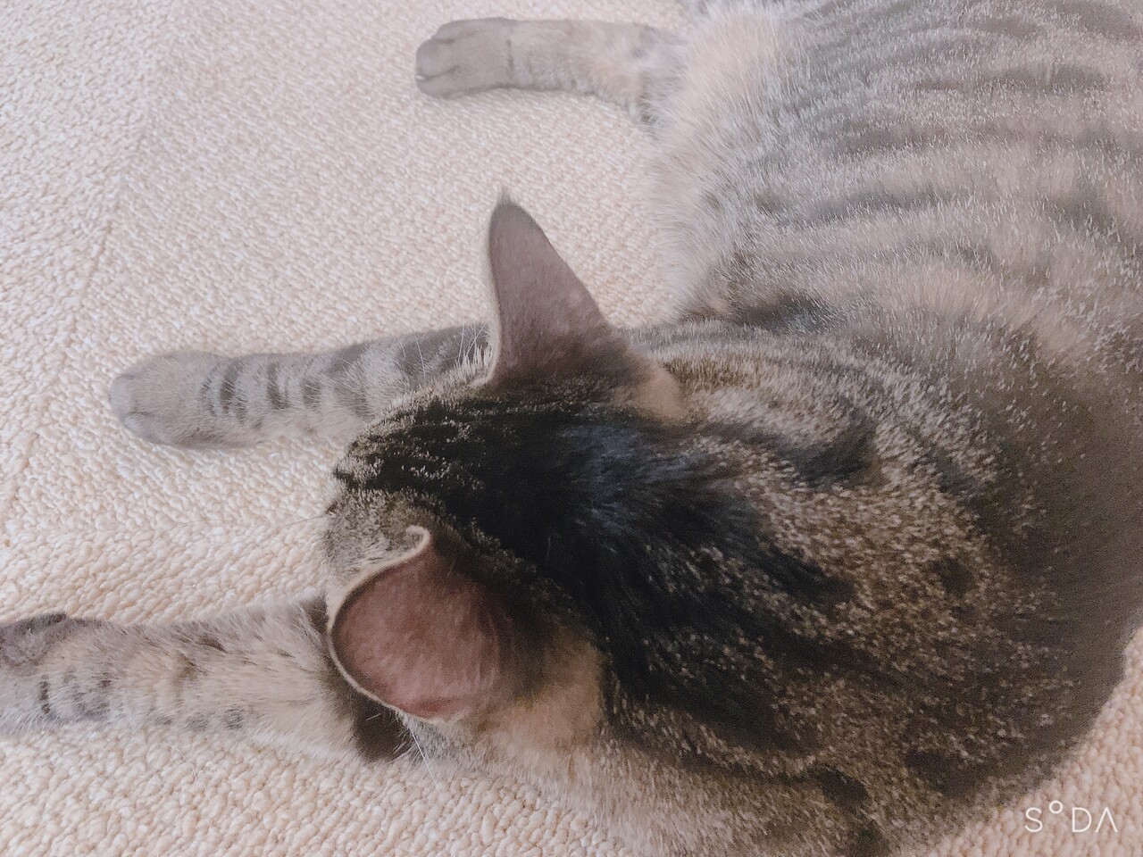 猫の後頭部は幸せのカホリ わがままポッケの毎日 猫の後頭部は幸せのカホリ わがままポッケの毎日