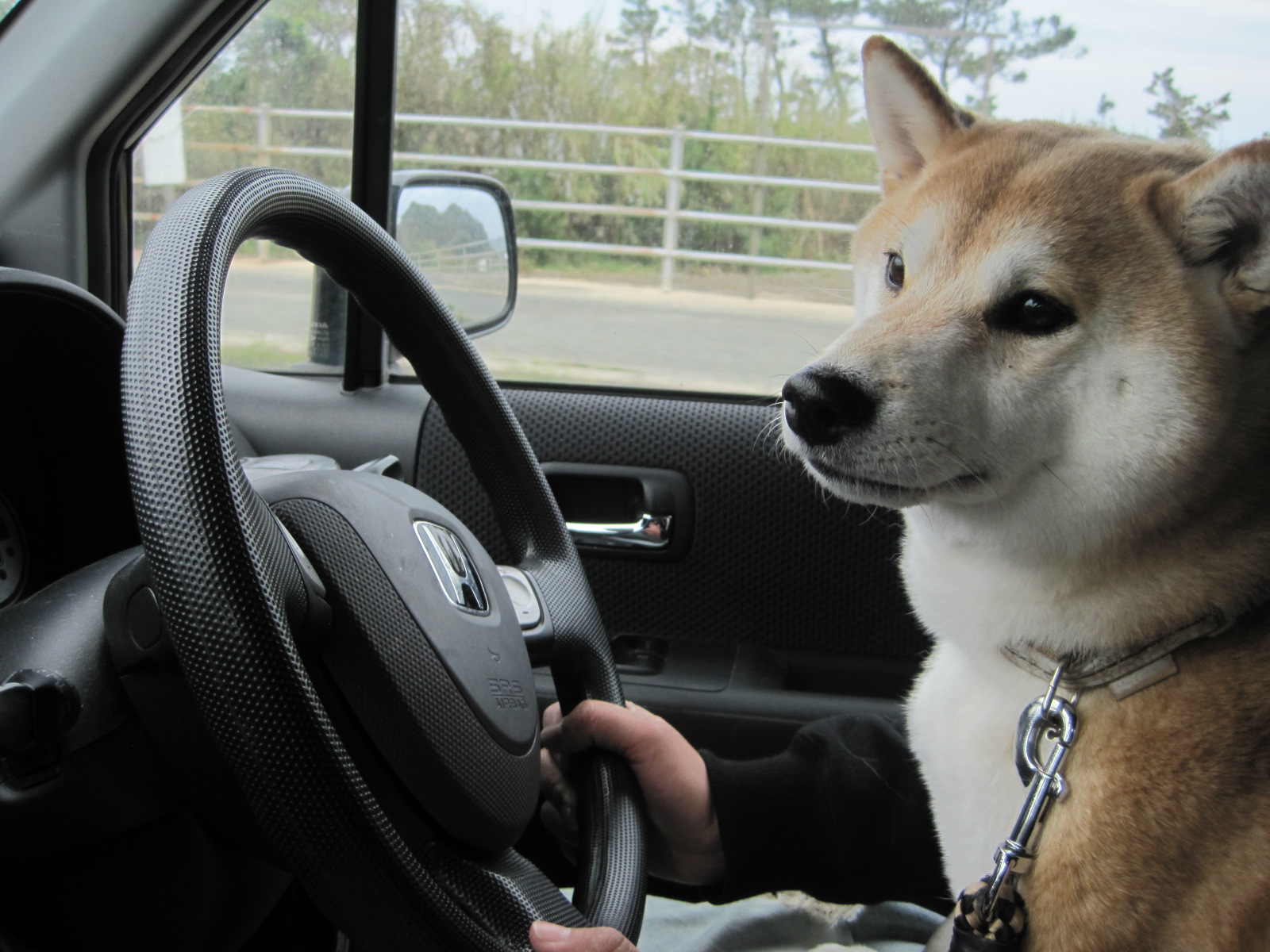車が大好き 柴犬隼人のわがまま日記