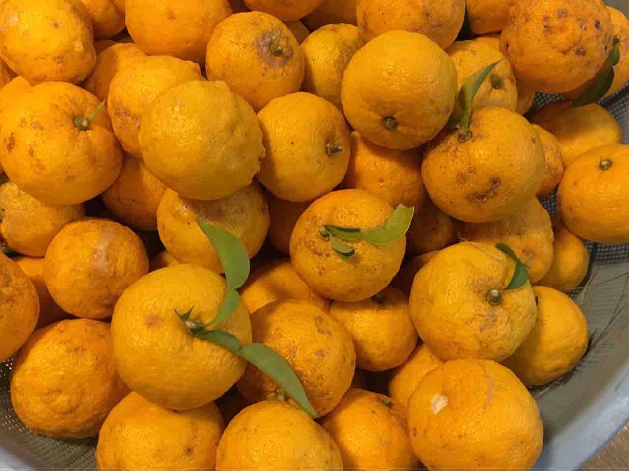 第2663回 塩月堂老舗の ゆずまん と ザボン漬け 和菓子魂 Powered By ライブドアブログ