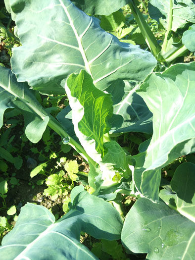 仁木農園11101634