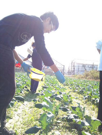 仁木農園11101622