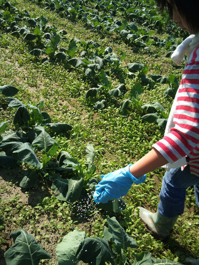 仁木農園11101621