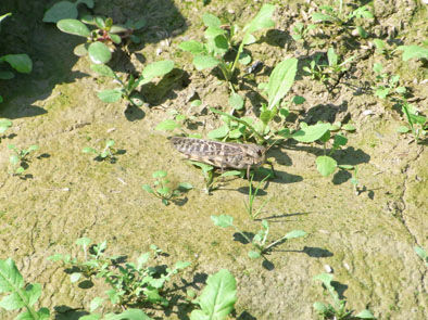 仁木農園11101636