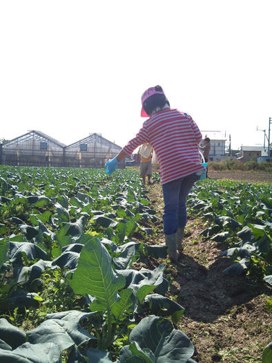 仁木農園11101627