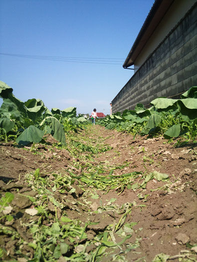 仁木農園11101615