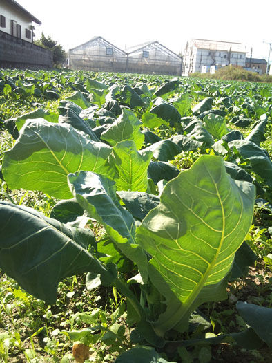 仁木農園11101635