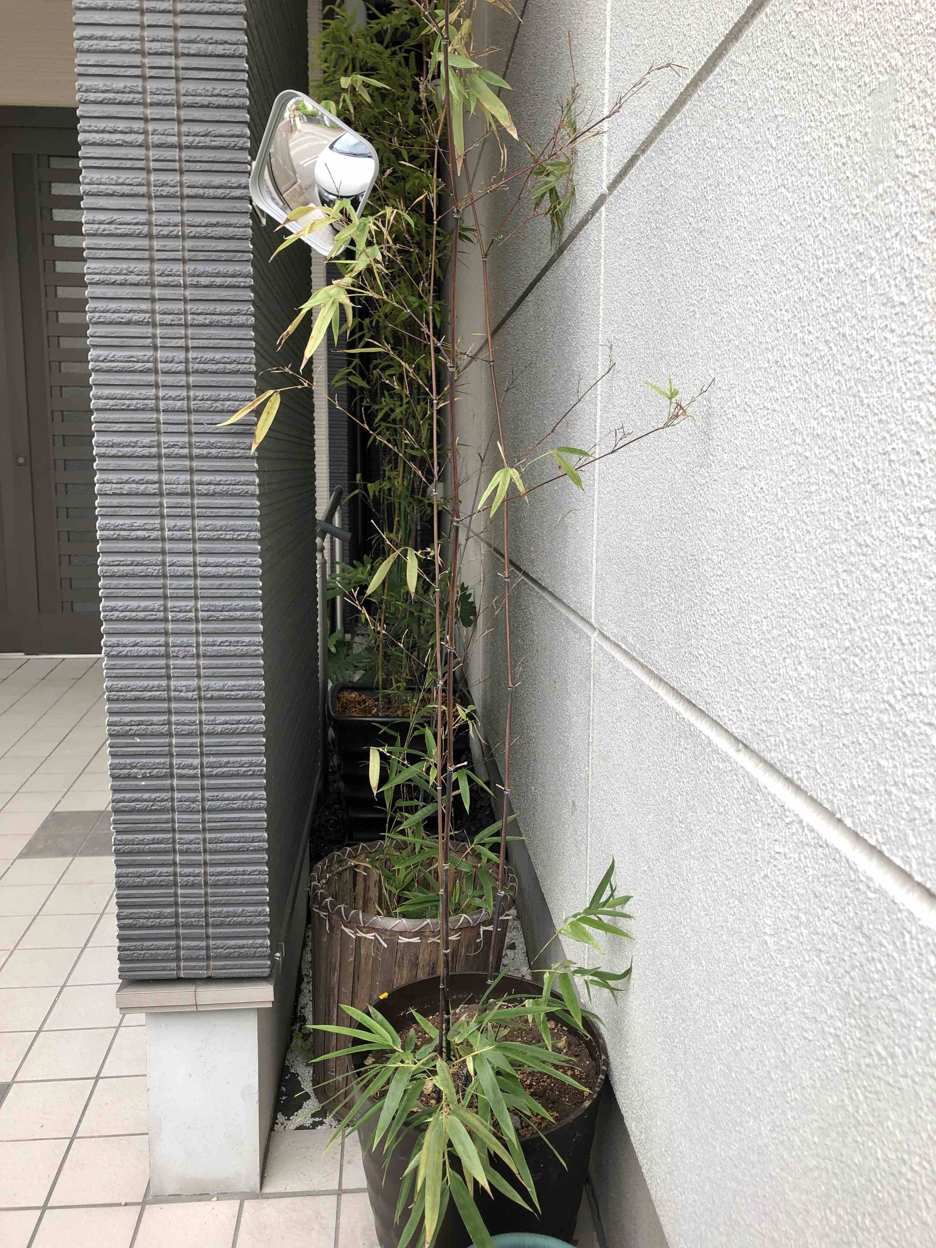 真新しい黒竹と雑草に弱い私 我家記 真新しい黒竹と雑草に弱い私 我家記