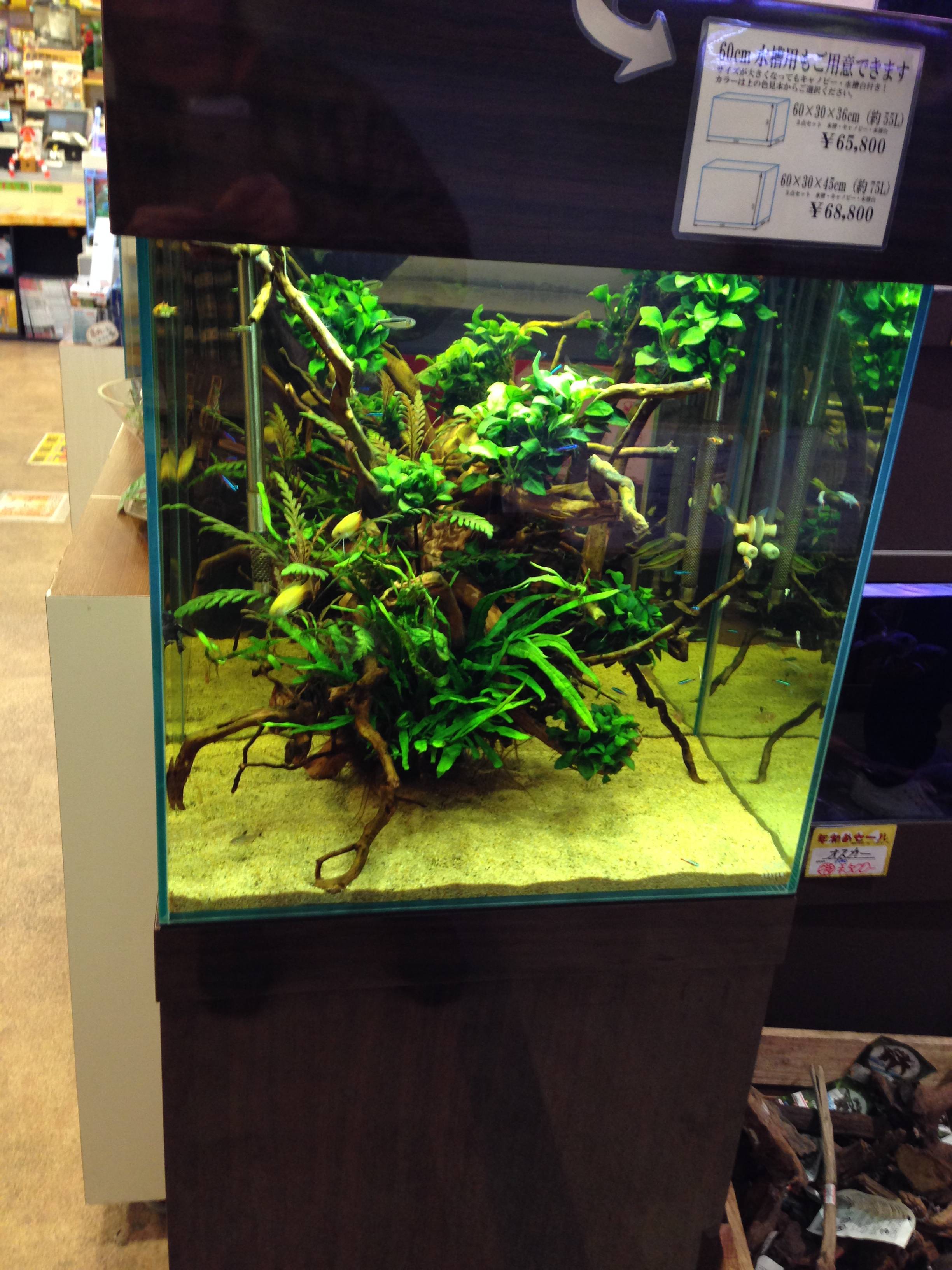 Cross Mini オーバーフロー水槽新調 我家記